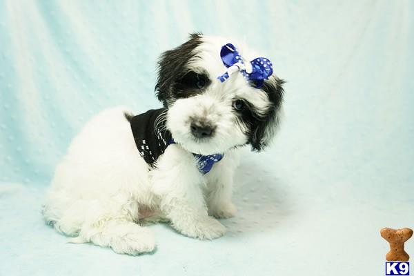 lvpuppyheaven Picture 3